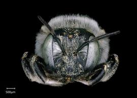   Anthidium schwarzi nbsp;female face, photo: Chelsey Ritner
